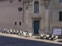 Nome del file=Pale33.jpg
Dimensione del file=174KiB
Dimensioni=1600x1200
Aggiunta il=17 Gen 2017 Pale33.jpg