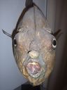 Nome del file=a_2813829.JPG
Dimensione del file=231KiB
Dimensioni=768x1024
Aggiunta il=14 Gen 2017 a_2813829.JPG