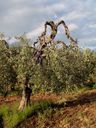 Nome del file=05_2812229.jpg
Dimensione del file=160KiB
Dimensioni=576x768
Aggiunta il=14 Gen 2017 05_2812229.jpg
